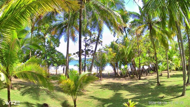 Beach Cam still looking through tropical palms toward Tambor Bay