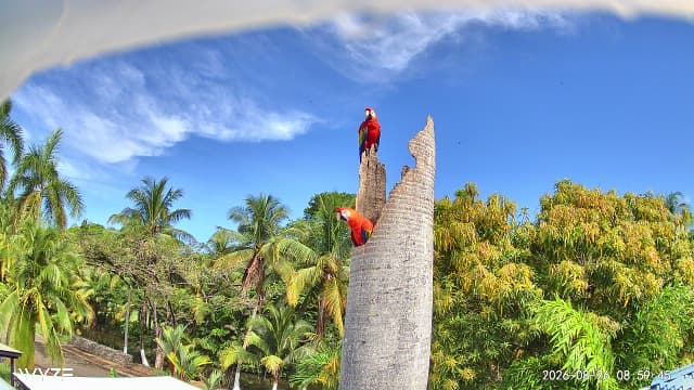 Two scarlet macaws visiting the hollow palm seen on Macaw Cam