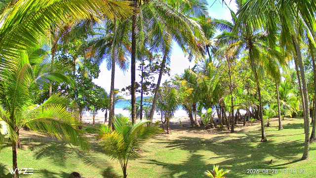 Beach Cam still looking through tropical palms toward Tambor Bay